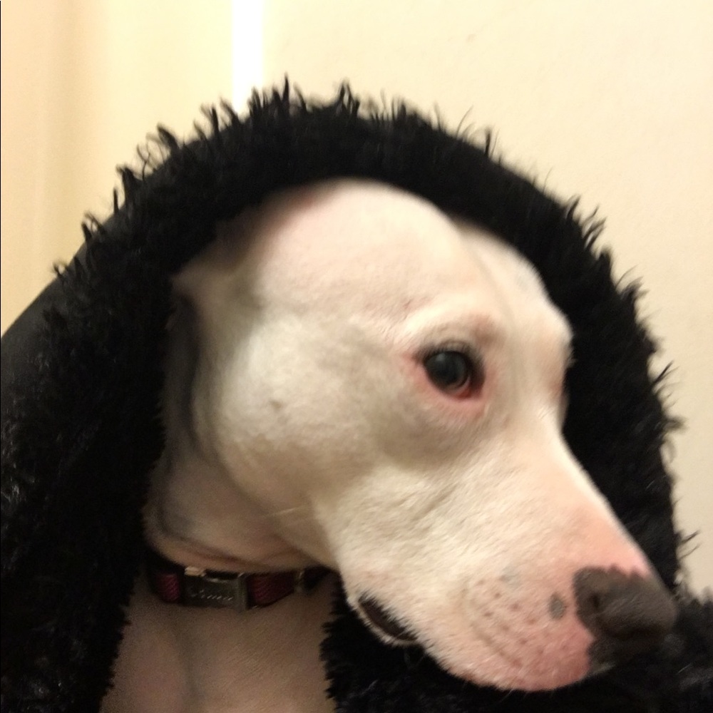 Meet your Posher, Eva